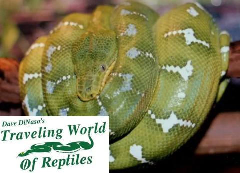 Snake on a branch. Dave Dinaso's Traveling World of Reptiles