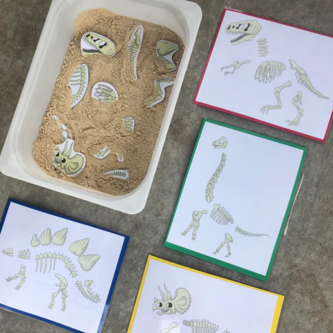 Dinosaur bones are visible peeking out from sand in a container surrounded by pictures of complete dinosaur skeletons