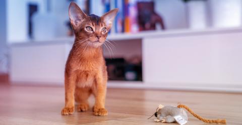 Working Cats for Rodent Control