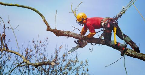 That Ain’t No Way to Treat a Tree