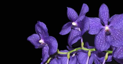 Wild Orchids of Illinois