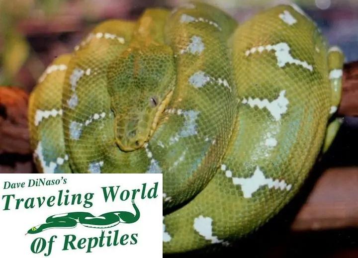 Snake on a branch. Dave Dinaso's Traveling World of Reptiles