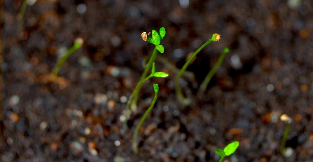 Seed Saving 101