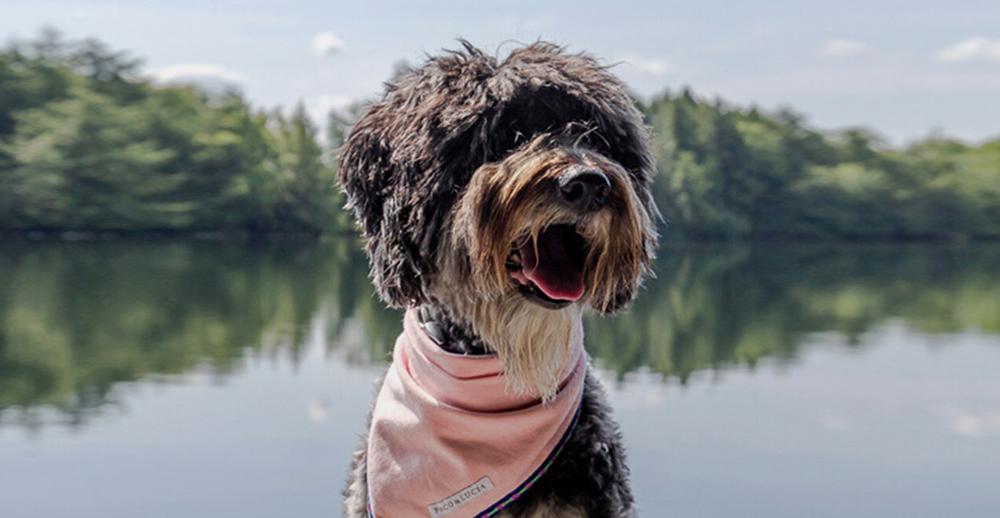 Make a Pet Bandana Organizer