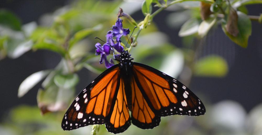 Monarchs: History & Science Behind the Butterflies